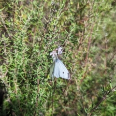 Pieris rapae at Kambah, ACT - 25 Apr 2023