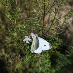 Pieris rapae at Kambah, ACT - 25 Apr 2023 01:07 PM