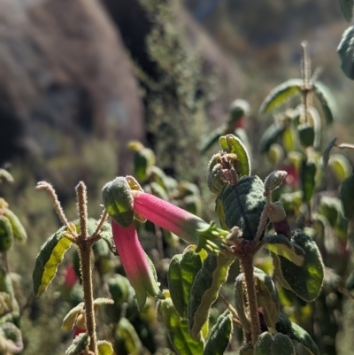 Correa reflexa var. reflexa (Common Correa, Native Fuchsia) at Bullen Range - 25 Apr 2023 by Rebeccajgee