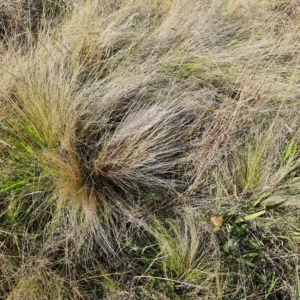 Nassella trichotoma at Phillip, ACT - 25 Apr 2023