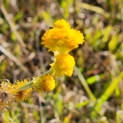 Chrysocephalum apiculatum (Common Everlasting) at Phillip, ACT - 25 Apr 2023 by Mike