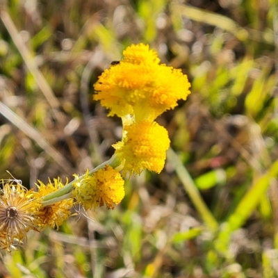 Chrysocephalum apiculatum (Common Everlasting) at Mawson Ponds - 25 Apr 2023 by Mike