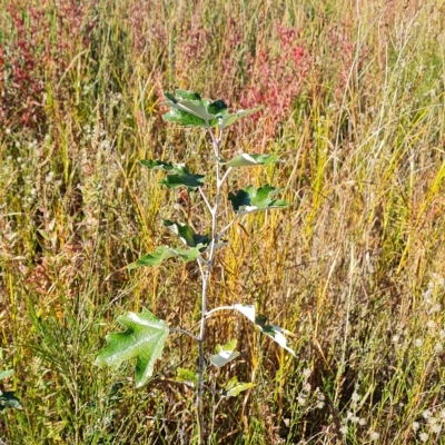 Populus alba (White Poplar) at Mawson Ponds - 25 Apr 2023 by Mike