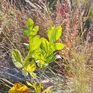 Fraxinus sp. at Mawson, ACT - 25 Apr 2023 03:16 PM