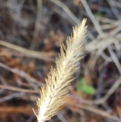 Setaria sp. at Mawson, ACT - 25 Apr 2023