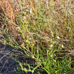 Symphyotrichum subulatum (Wild Aster, Bushy Starwort) at Mawson Ponds - 25 Apr 2023 by Mike