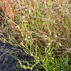 Symphyotrichum subulatum (Wild Aster, Bushy Starwort) at Mawson, ACT - 25 Apr 2023 by Mike