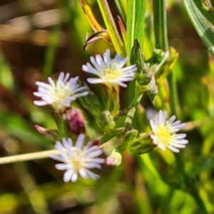 Symphyotrichum subulatum at Mawson, ACT - 25 Apr 2023