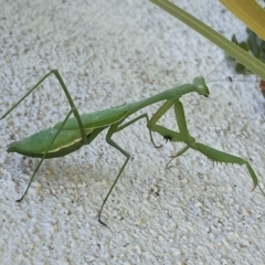 Pseudomantis albofimbriata (False garden mantis) at Jerrabomberra, NSW - 25 Apr 2023 by Steve_Bok