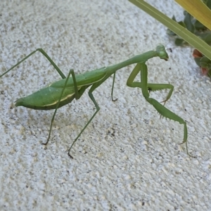 Pseudomantis albofimbriata at Jerrabomberra, NSW - 25 Apr 2023