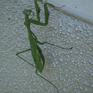 Pseudomantis albofimbriata at Jerrabomberra, NSW - 25 Apr 2023