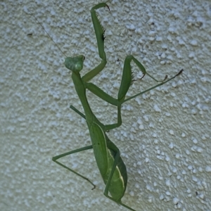 Pseudomantis albofimbriata at Jerrabomberra, NSW - 25 Apr 2023