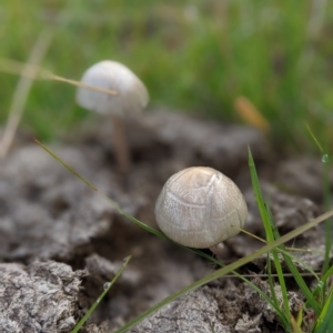 zz agaric (stem; gill colour unknown) at Coree, ACT - 6 Apr 2023