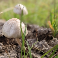 zz agaric (stem; gill colour unknown) at Coree, ACT - 6 Apr 2023