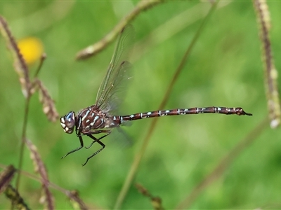 Austroaeschna unicornis (Unicorn Darner) at Killara, VIC - 25 Apr 2023 by KylieWaldon