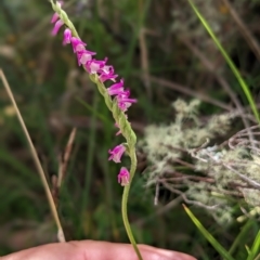 Spiranthes australis (Austral Ladies Tresses) at Nurenmerenmong, NSW - 21 Mar 2023 by Marchien