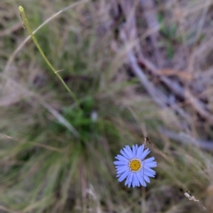 Brachyscome spathulata at Nurenmerenmong, NSW - 21 Mar 2023