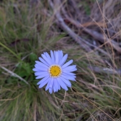 Brachyscome spathulata at Nurenmerenmong, NSW - 21 Mar 2023 01:08 PM