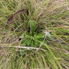 Brachyscome spathulata at Nurenmerenmong, NSW - 21 Mar 2023 01:08 PM