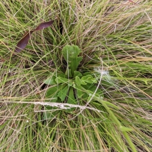 Brachyscome spathulata at Nurenmerenmong, NSW - 21 Mar 2023