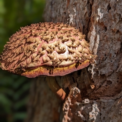 Boletellus emodensis (Boletellus emodensis) at Beecroft Peninsula, NSW - 9 Apr 2023 by Marchien