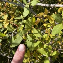 Unidentified Other Tree at Cotter River, ACT - 24 Apr 2023 by nath_kay