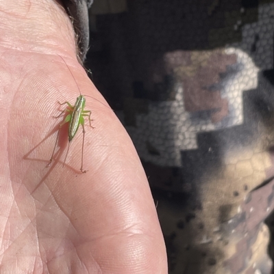 Conocephalus semivittatus (Meadow katydid) at Namadgi National Park - 24 Apr 2023 by nath_kay