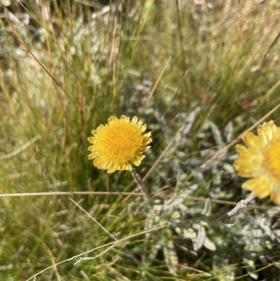 Coronidium monticola (Mountain Button Everlasting) at Namadgi National Park - 24 Apr 2023 by nath_kay