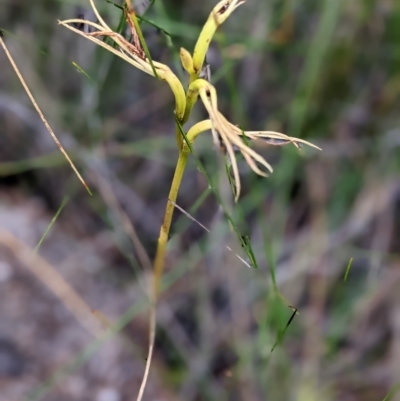 Lyperanthus suaveolens (Brown Beaks) at Currarong, NSW - 9 Apr 2023 by Marchien