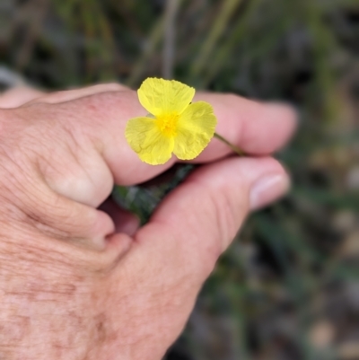 Xyris sp. (Yellow Eye) at Beecroft Peninsula, NSW - 9 Apr 2023 by Marchien