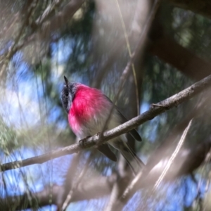 Petroica rosea at Kingston, ACT - 25 Apr 2023