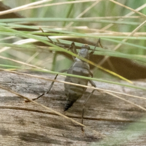 Boreoides subulatus at Paddys River, ACT - 22 Apr 2023 05:01 PM