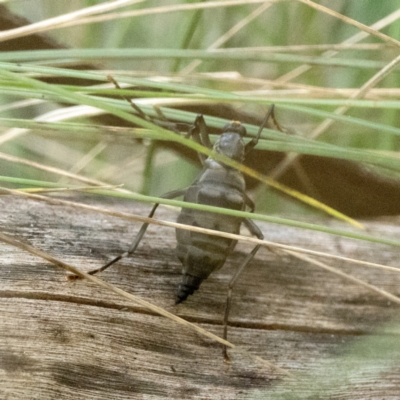 Boreoides subulatus (Wingless Soldier Fly) at Tidbinbilla Nature Reserve - 22 Apr 2023 by patrickcox