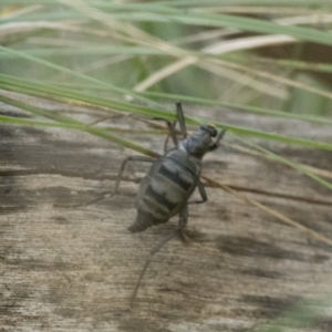 Boreoides subulatus at Paddys River, ACT - 22 Apr 2023 05:01 PM