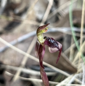 Chiloglottis reflexa at suppressed - suppressed