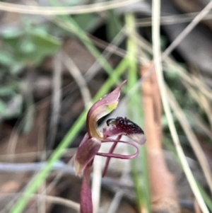 Chiloglottis reflexa at suppressed - suppressed