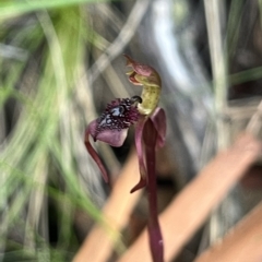 Chiloglottis reflexa at suppressed - suppressed