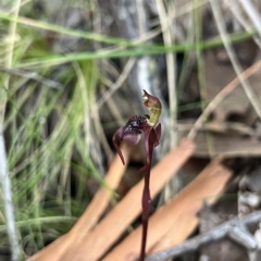 Chiloglottis reflexa at suppressed - suppressed