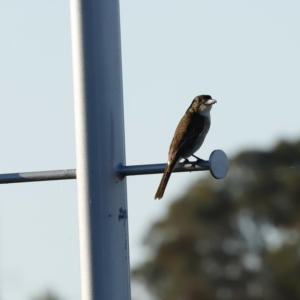 Cracticus torquatus at Coombs, ACT - 25 Apr 2023