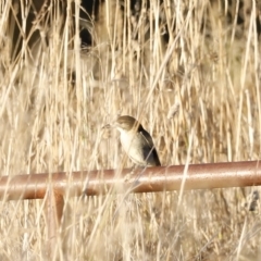 Cracticus torquatus at Coombs, ACT - 25 Apr 2023