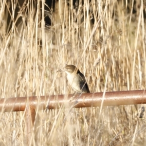 Cracticus torquatus at Coombs, ACT - 25 Apr 2023