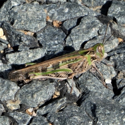 Chortoicetes terminifera (Australian Plague Locust) at Tennent, ACT - 25 Apr 2023 by HarveyPerkins