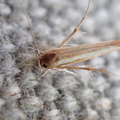 Stathmopodidae (family) (A Concealer moth) at Murrumbateman, NSW - 25 Apr 2023 by SimoneC