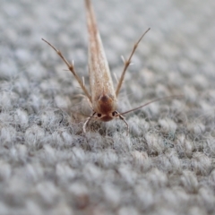 Stathmopodidae (family) at Murrumbateman, NSW - 25 Apr 2023