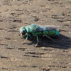 Primeuchroeus sp. (genus) at Rugosa - 25 Apr 2023