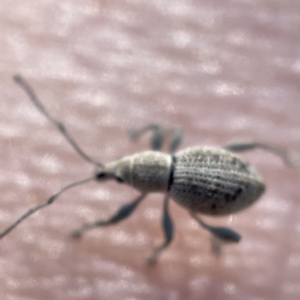Merimnetes (genus) at Surf Beach, NSW - 25 Apr 2023 02:28 PM
