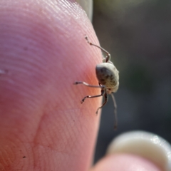Merimnetes (genus) at Surf Beach, NSW - 25 Apr 2023 02:28 PM