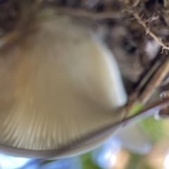Omphalotus nidiformis at Surf Beach, NSW - 25 Apr 2023 02:27 PM