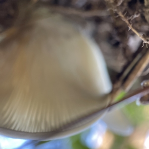 Omphalotus nidiformis at Surf Beach, NSW - 25 Apr 2023 02:27 PM