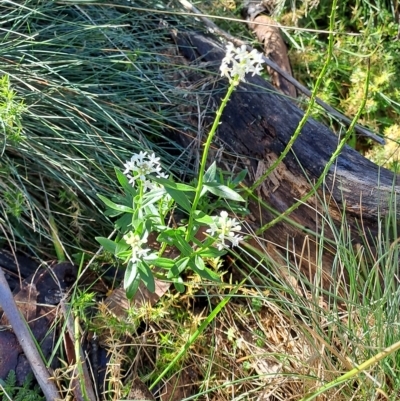 Stackhousia monogyna (Creamy Candles) at Namadgi National Park - 25 Apr 2023 by LPadg